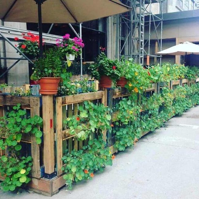 Flowering Vines Meet Wooden Fence