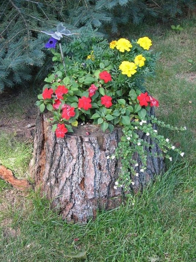 Weathered Stumps, Blooming Bright