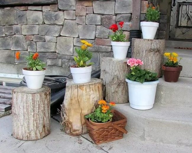 Colorful Flowers On Tree Stumps