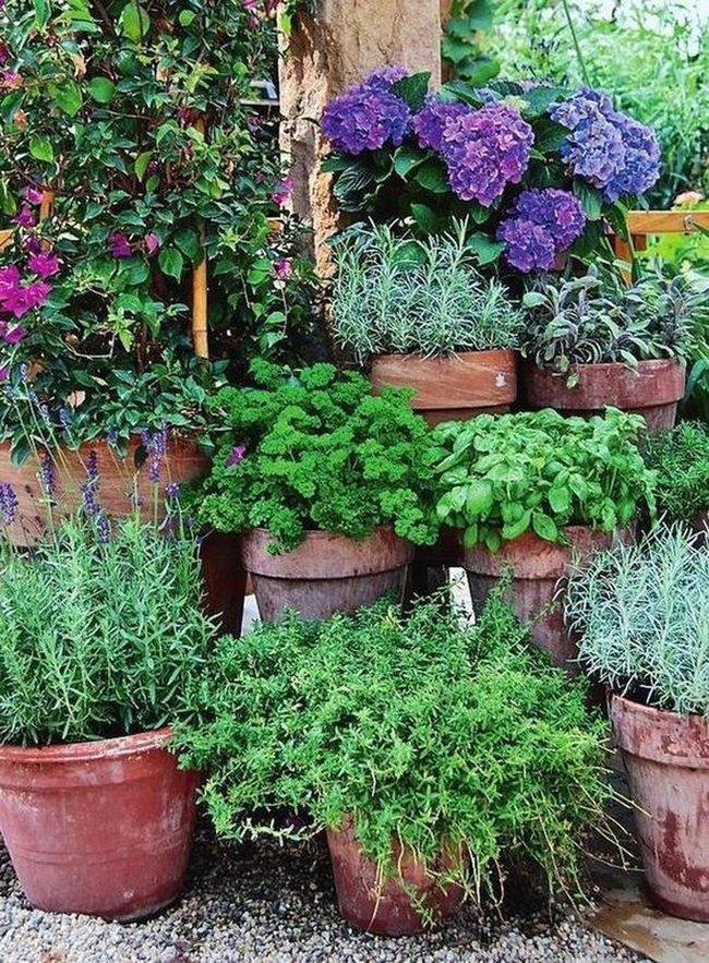 Purple Blooms In Terracotta Glory