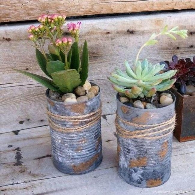 Succulents In Recycled Metal Cans