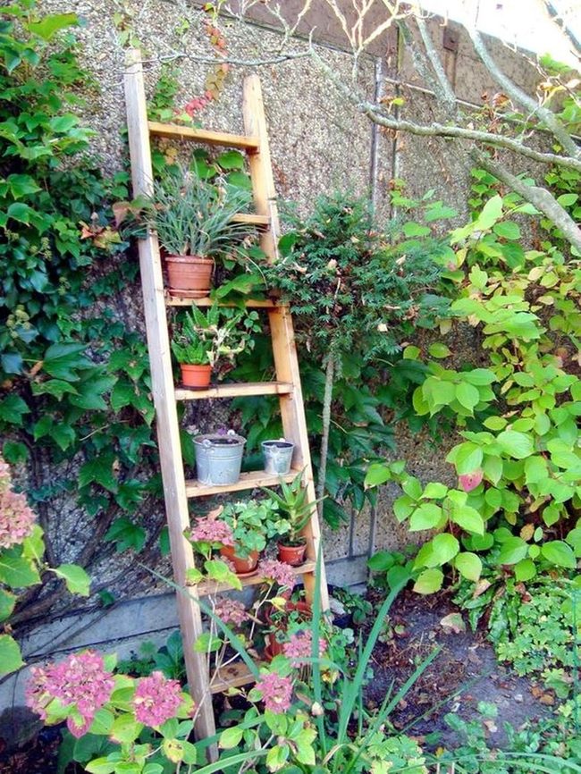 Green Vines On Wooden Ladder