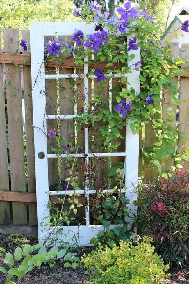 Weathered Door Bursting With Green