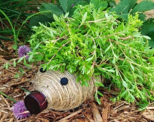 Bottle Hedgehog With Living Moss