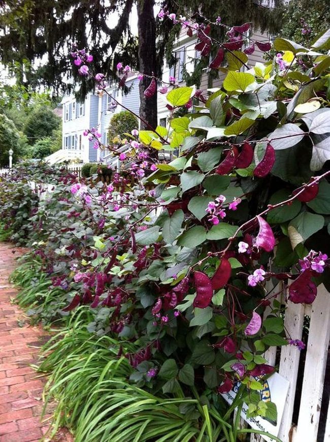 Purple Vine Canopy Garden