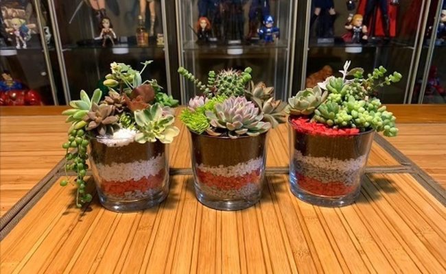 Layered Succulents In Transparent Glass
