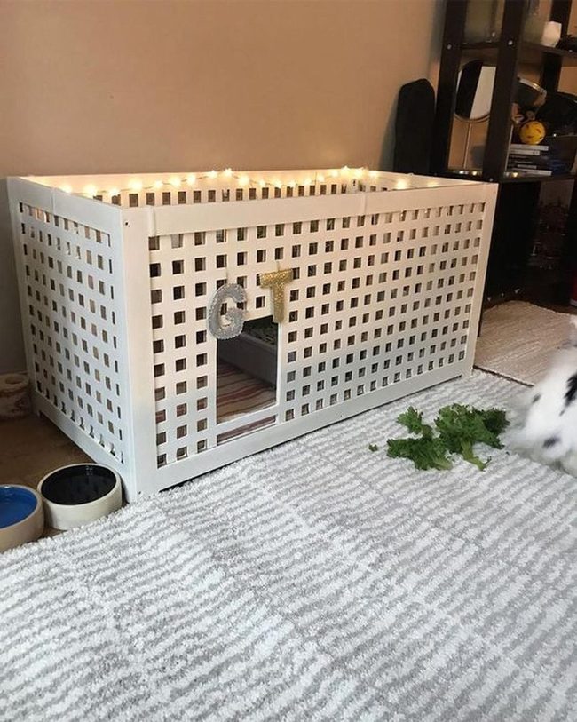 Black Bunny White Cage Letters