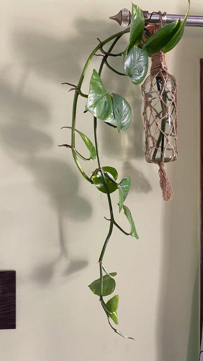 Twine-Wrapped Glass With Trailing Vines