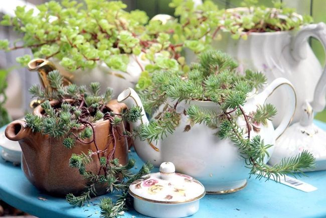 Vintage Teacups Growing Fresh Flowers