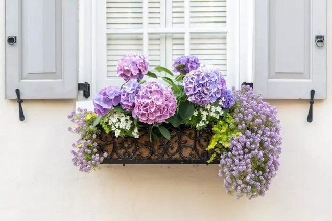 Purple Pink Hydrangea Window Garden