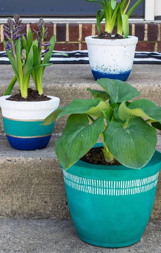 Striped Pots Purple Blooms