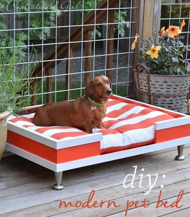 Elevated Pet Bed With Cushioned Mattress