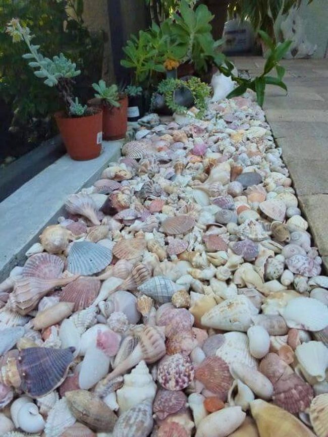 Scattered Shells, Peaceful Coastal Moments