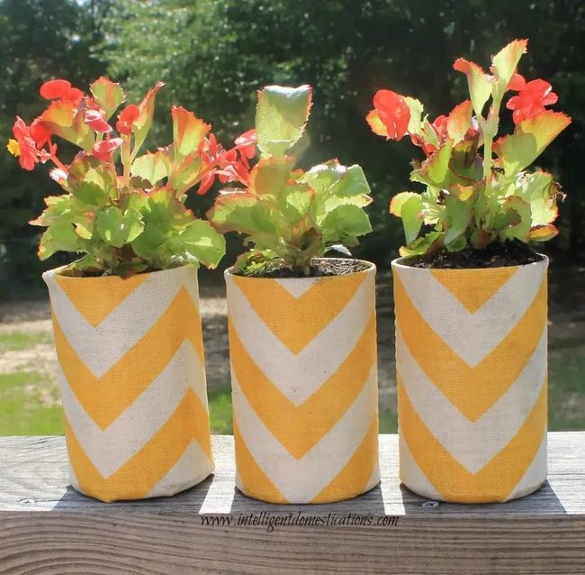 Striped Tin Cans With Living Plants