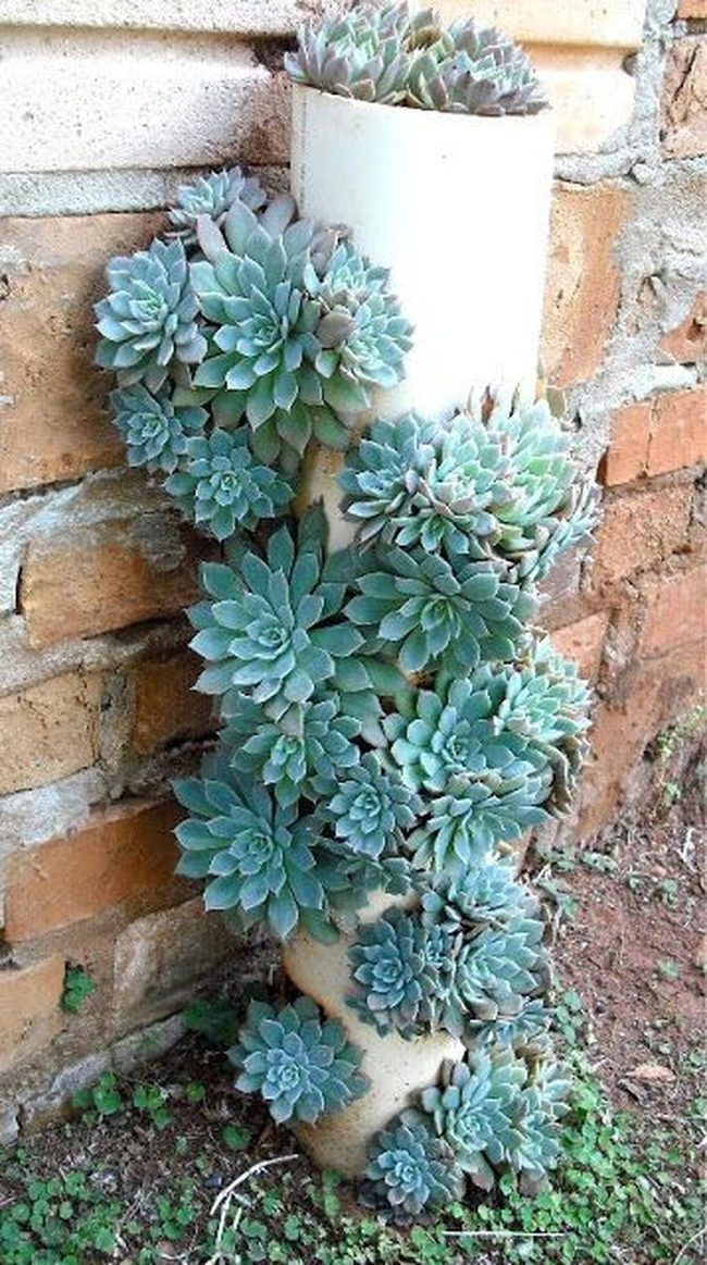 Pvc Pipe Succulent Planters
