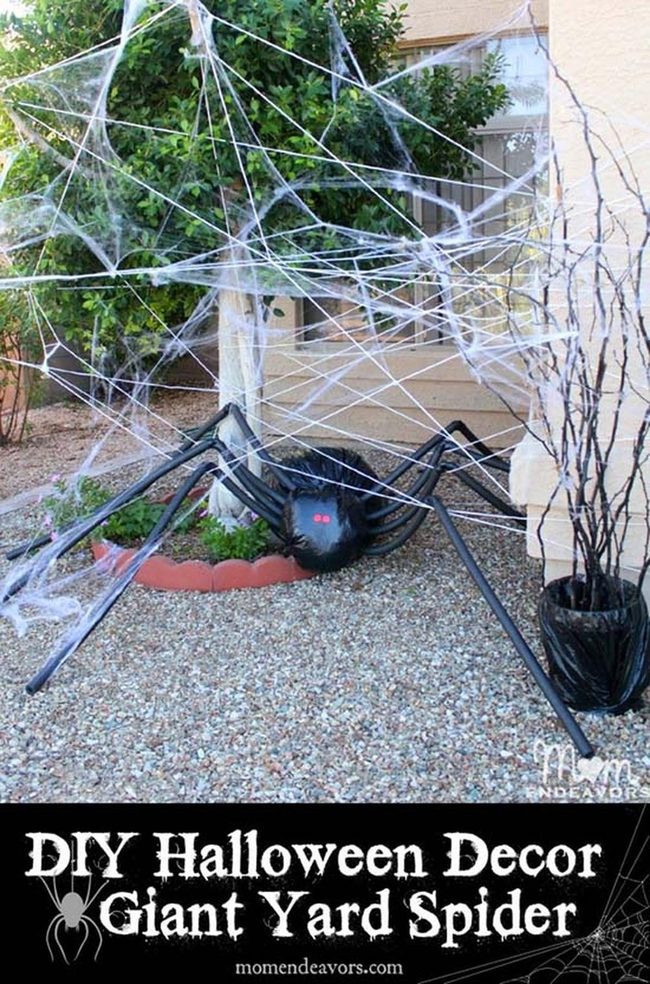 Oversized Black Spiders Looming