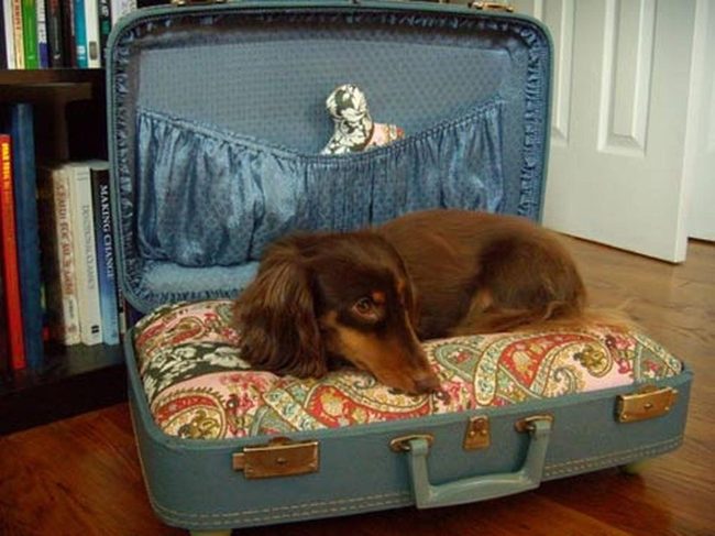 Brown Pup In Blue Vintage Suitcase