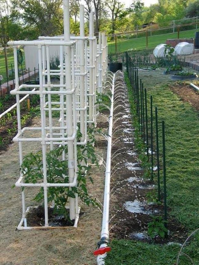 White Pipe Tomato Cages
