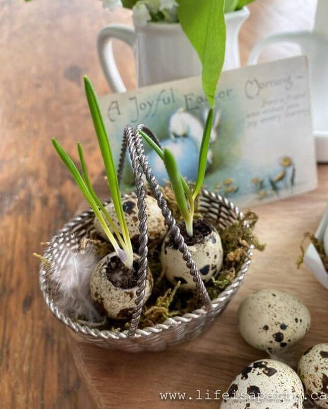 Seedlings In Cracked Eggshell Homes