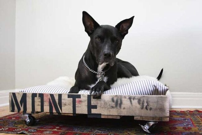 White Walls Red Rugs Dog Haven