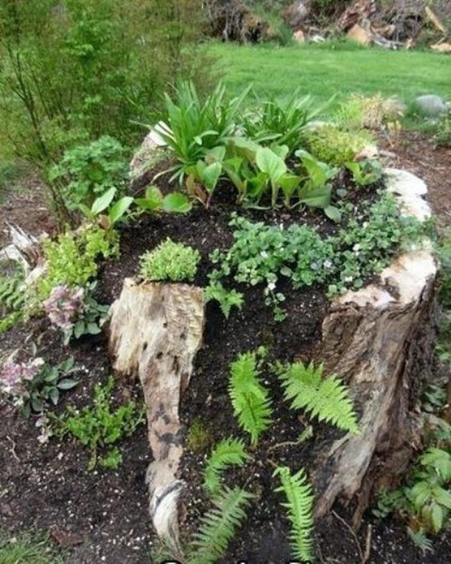 Ferns Sprouting Through Weathered Wood