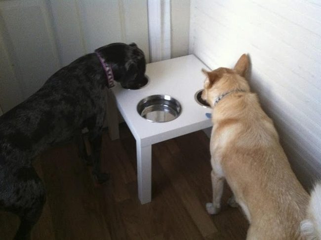 Spotted And Tan Dogs Dining