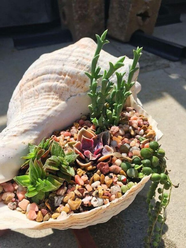 Giant Shell Succulent Garden
