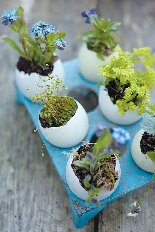 Eggshell Planters With Bright Ribbons