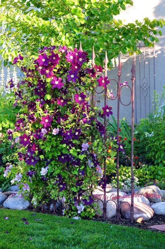 Clematis Wrapped Iron Structures