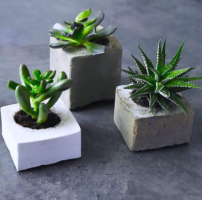 Concrete Meets Succulent Green
