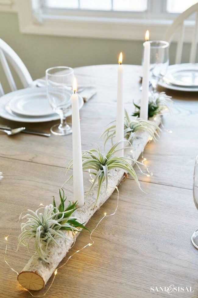 Birch Logs, Candles, Air Plants