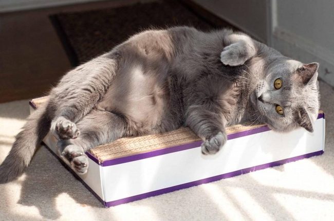 Purple Platform Cat Scratcher Box
