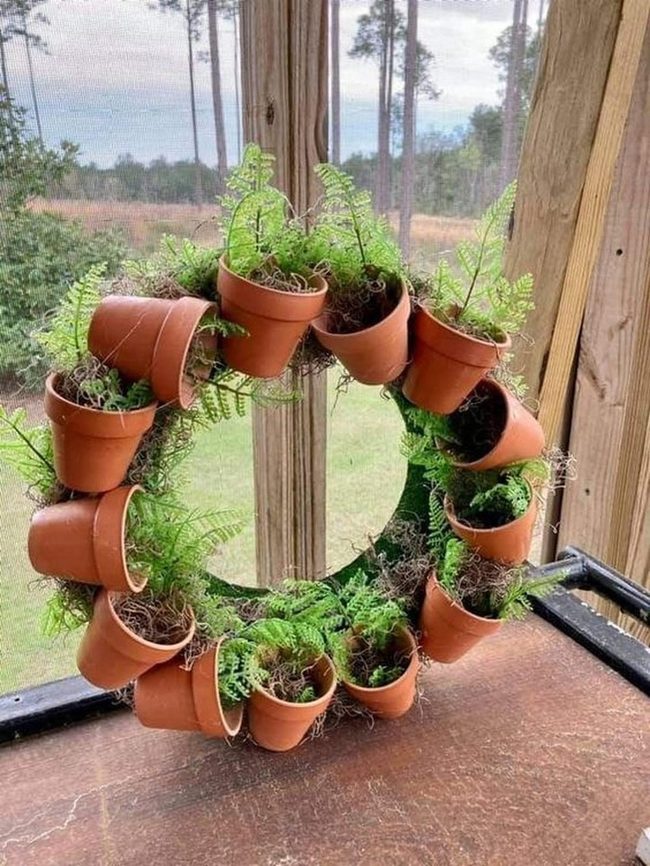Green Ferns In Clay Circles