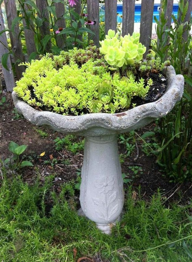Stone Birdbath Overflowing Succulents