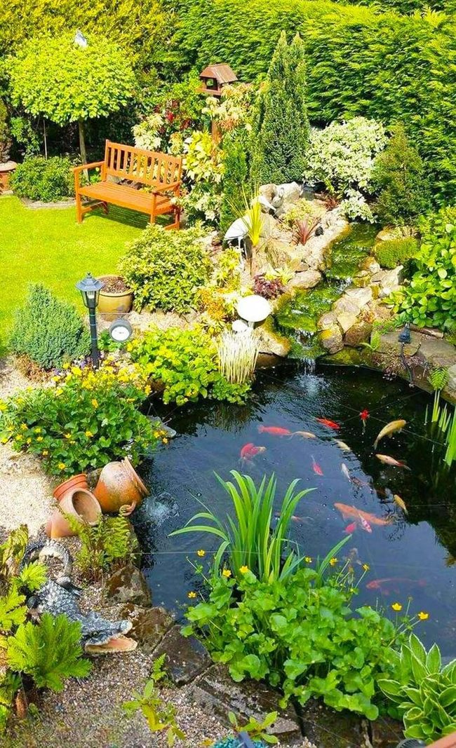 Koi Pond Waterfall Escape