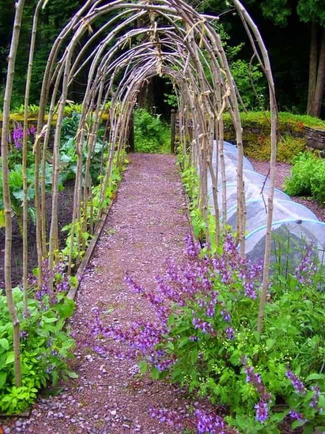 Curved Birch Tunnel With Climbing Vines