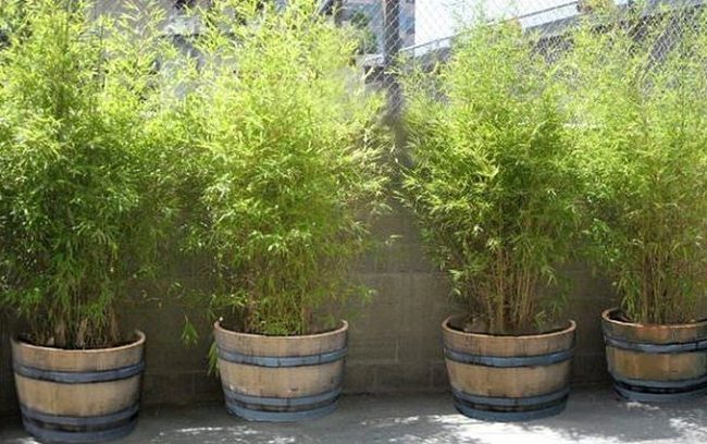 Potted Bamboo Privacy Screens
