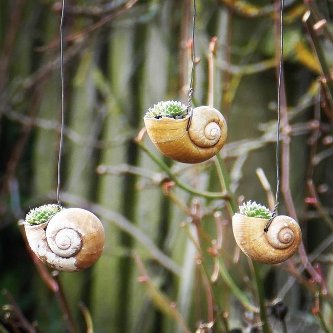 Cascading Shell Planters With Greenery