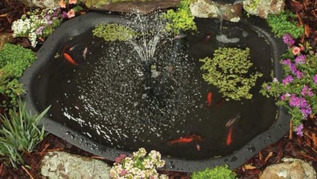 Orange Fish Garden Pond