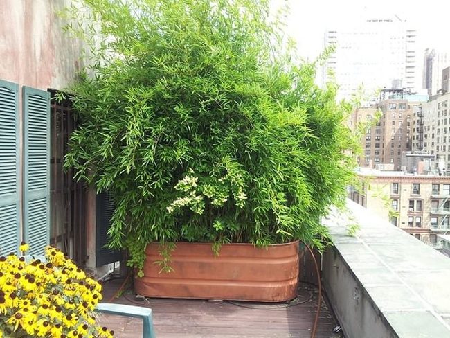 Green Wall Privacy Screens