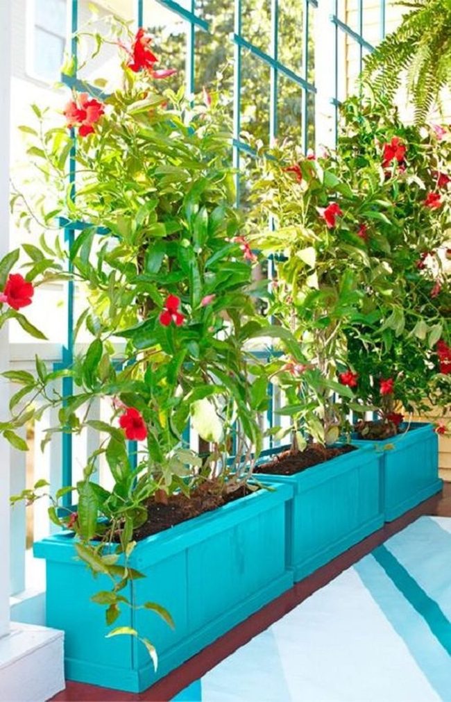 Cascading Vines On Wooden Trellis