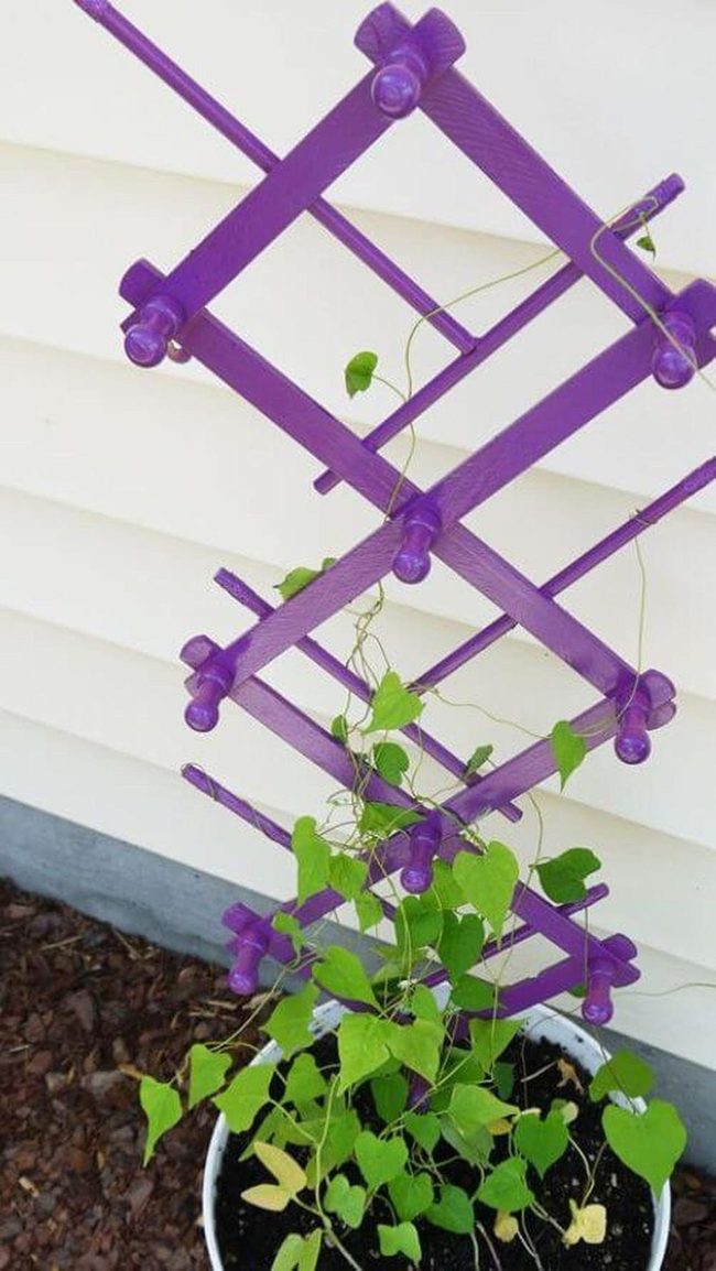 Purple Climbing Trellis Garden Structure