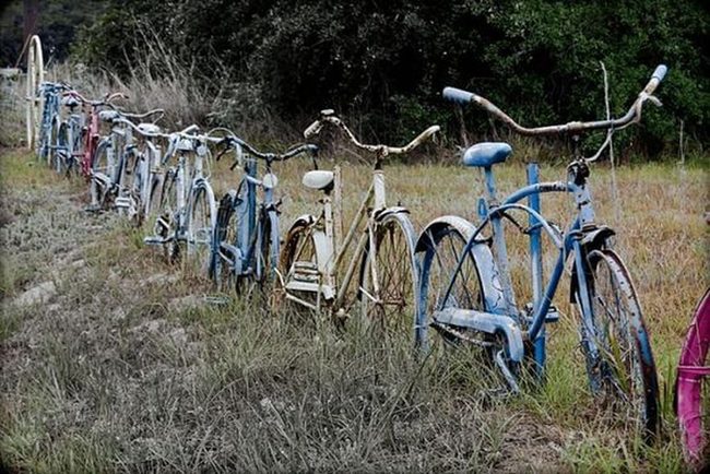 Vintage Bicycles Overflowing With Flowers