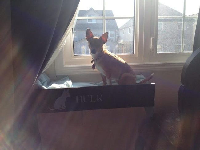 Sunlit Dog Bed By Windows