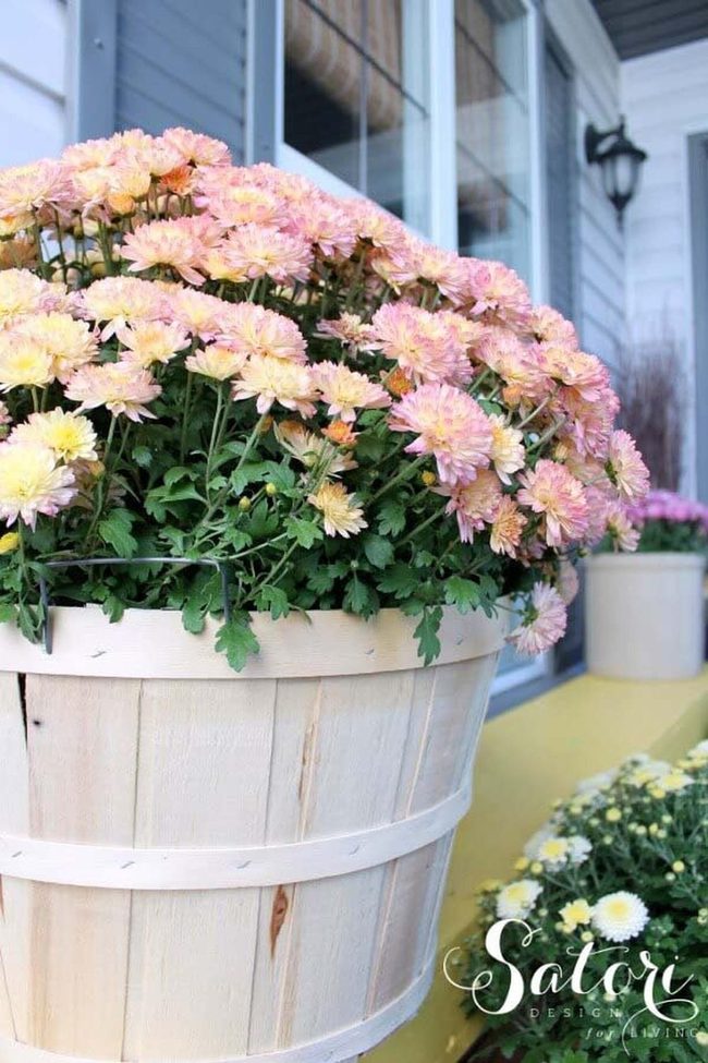 Whitewashed Barrels With Flowering Plants