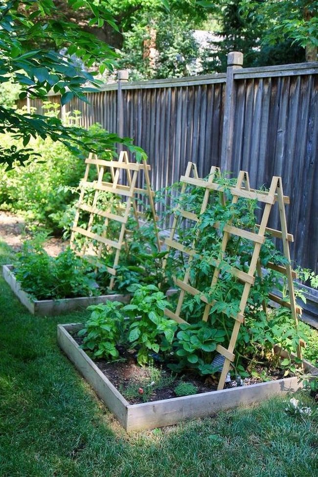 Climbing Vegetables Reach Skyward