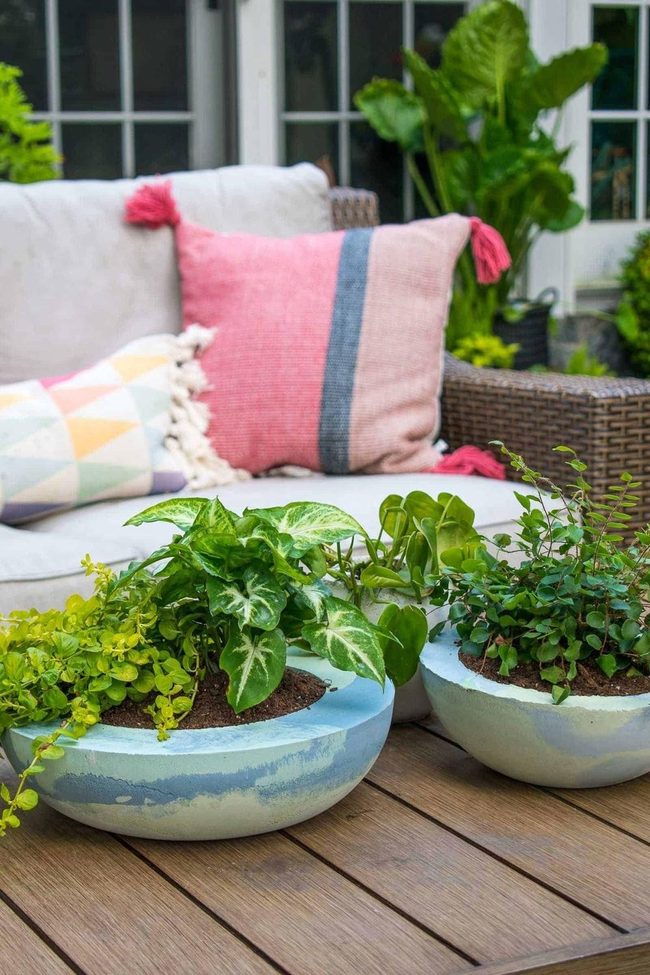 Green Plants Pink Striped Patio