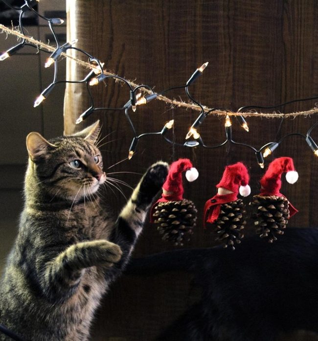 Twinkling Lights On Wooden Warmth
