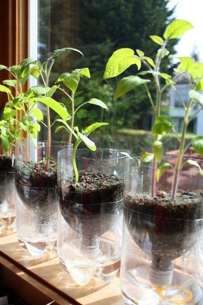 Self-Watering Recycled Bottle Planters