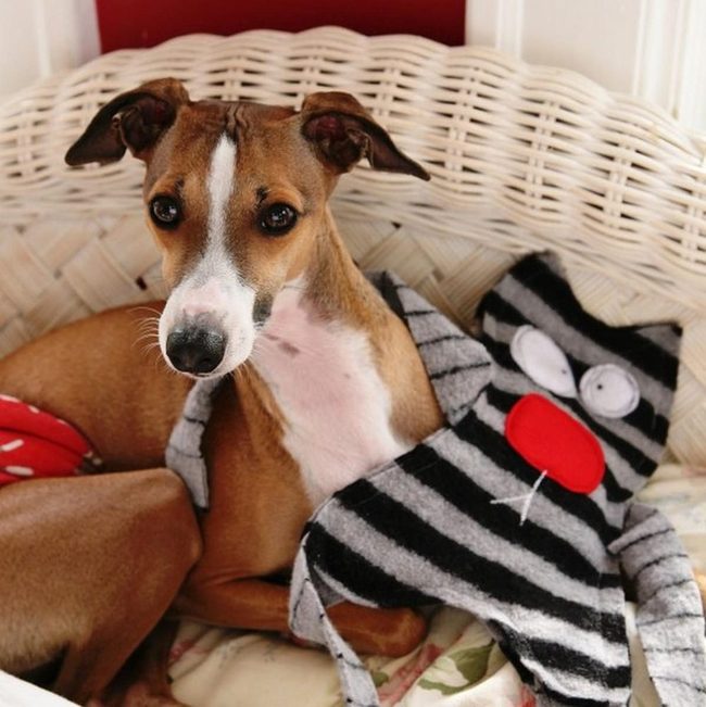 Sleepy Dog On Wicker Chair